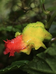 Drymonia tenuis