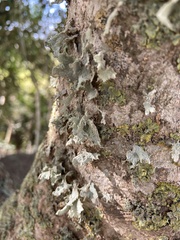 Ramalina canariensis