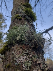 Ramalina farinacea