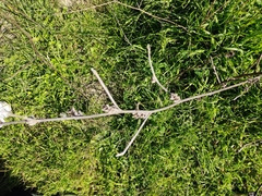 Cichorium intybus