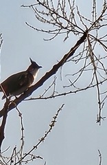 Pycnonotus jocosus
