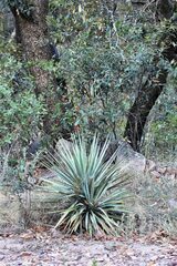 Yucca schottii