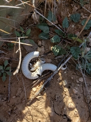 Orthoporus