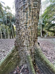 Pseudobombax septenatum