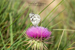 Melanargia lucasi