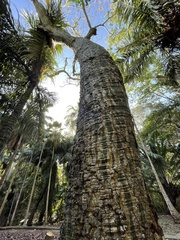 Pseudobombax septenatum