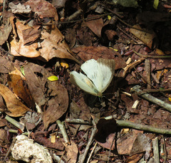 Pierinae