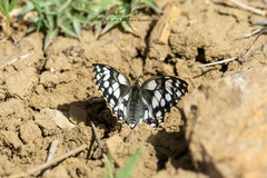 Melanargia lucasi