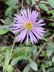 Ampelaster carolinianus