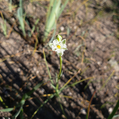 Trichopetalum plumosum