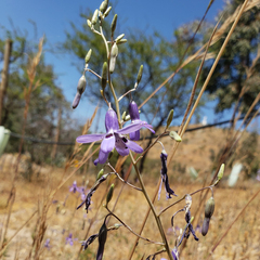 Conanthera trimaculata