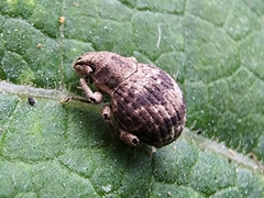 Pseudocneorhinus bifasciatus