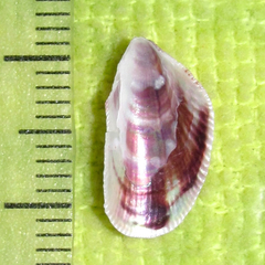 Brachidontes exustus