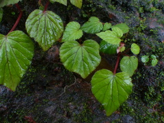 Begonia crenata