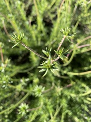 Eriogonum fasciculatum