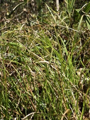 Carex bromoides