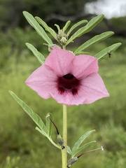 Sesamum triphyllum triphyllum