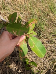 Laguncularia racemosa