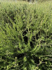 Eriogonum fasciculatum