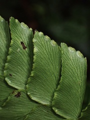 Adiantum urophyllum