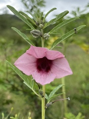 Sesamum triphyllum triphyllum
