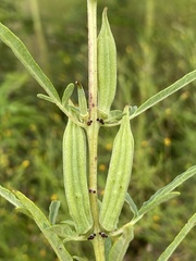 Sesamum triphyllum triphyllum