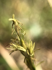 Carex bromoides