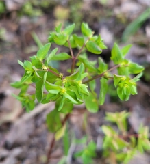 Euphorbia peplus