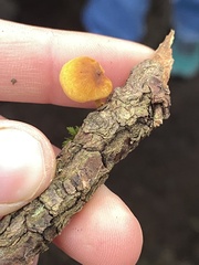 Heimiomyces fulvipes