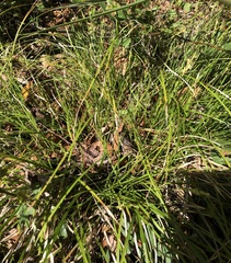 Carex bromoides
