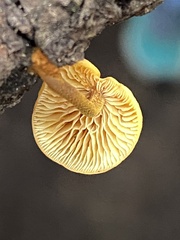Heimiomyces fulvipes