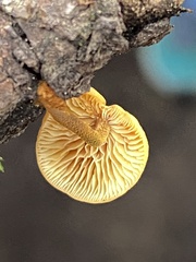 Heimiomyces fulvipes