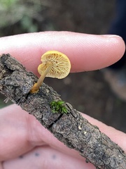 Heimiomyces fulvipes