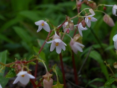 Begonia crenata