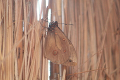 Brassolis astyra