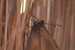 Brassolis astyra