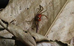 Goniopsis pulchra