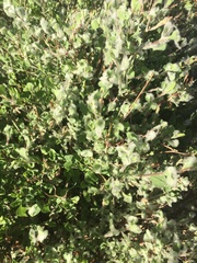 Dyerophytum africanum
