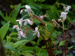 Begonia crenata