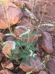 Heliotropium oliverianum