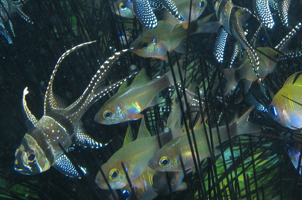 Gilbert's cardinalfish (Zoramia gilberti) — Apogonidae
