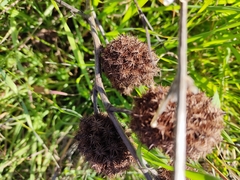 Glycyrrhiza echinata