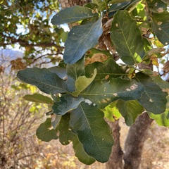 Quercus tuberculata