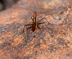 Neriidae