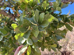 Quercus tuberculata