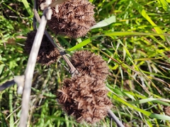 Glycyrrhiza echinata