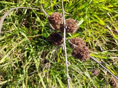 Glycyrrhiza echinata