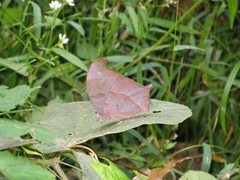 Melanitis phedima oitensis