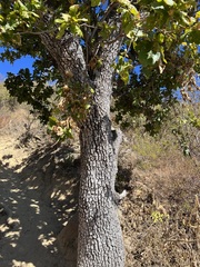 Quercus tuberculata