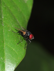 Hydrotaea chalcogaster